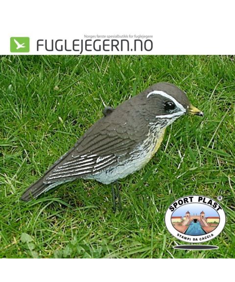 Rødvingetrost 12.pk